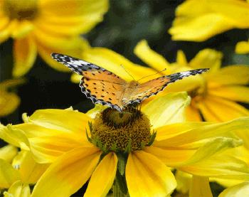 【提醒】赏花拍照回来，90后姑娘视力猛降到0.1…最近大批人被它坑进医院！