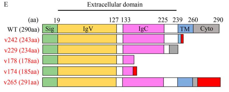癌细胞“击落”PD-L1抗体！科学家发现癌细胞会分泌PD-L1片段，捕获PD-L1抗体，导致对免疫治疗产生耐药|科学大发现