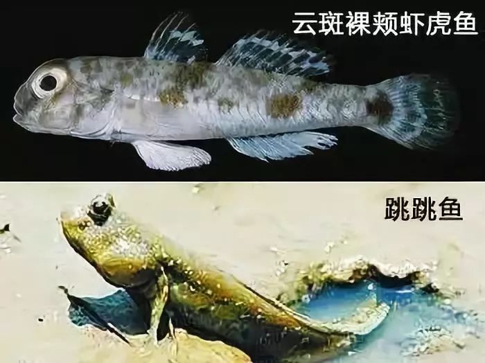 提醒！青岛人最近千万别吃这种虾虎鱼！有毒！