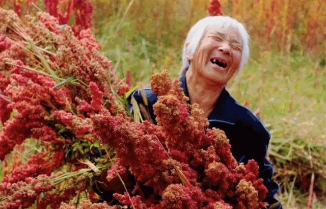 天后、超模力荐的减肥神器，用它代替主食，狂瘦27公斤！“网红藜麦”醇香Q弹，0胆固醇，低脂、低热、高蛋白