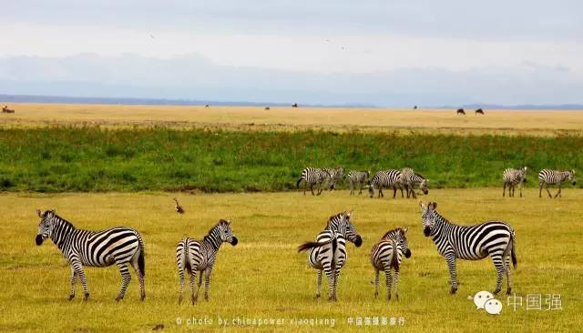 探索非洲动物世界|非洲—坦桑尼亚