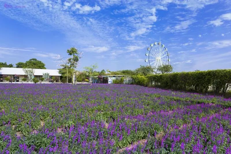 权威发布|这样的花都，太上头了！