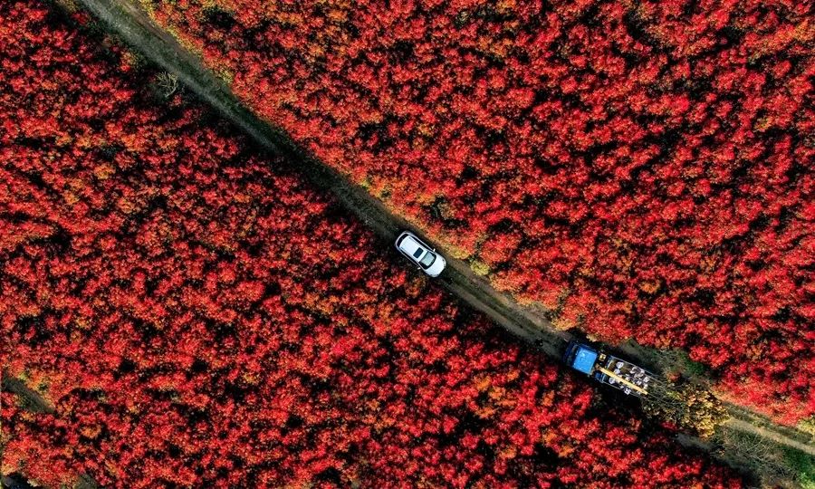 【春游江淮请您来】庐江：石楠逢春时荒山披红妆