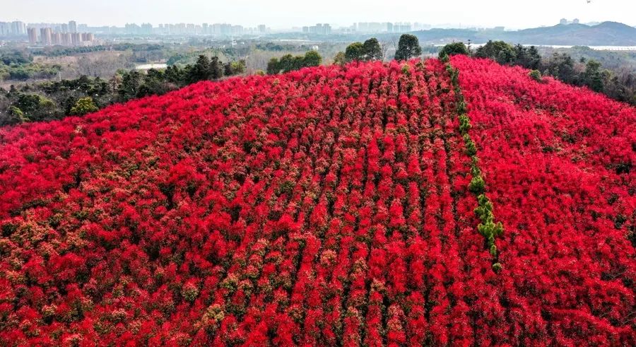 【春游江淮请您来】庐江：石楠逢春时荒山披红妆
