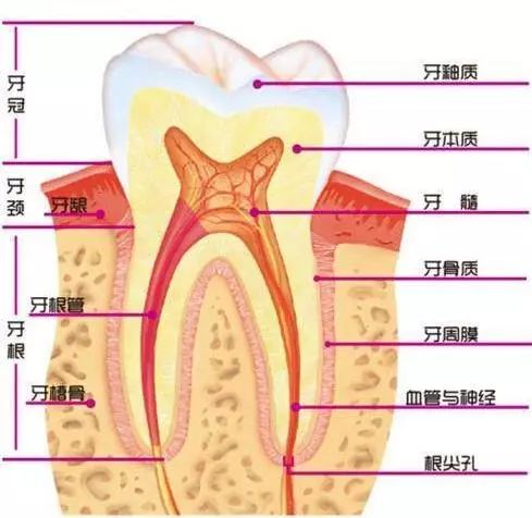 不到1折疯抢！全家口腔健康有保证~29.9元抢购原价895元劲松牙科家庭口腔护理套餐！超声波洁牙+中老年口腔护理+儿童口腔护理…