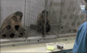 猫闻螺蛳粉后疯狂刨地,螺蛳粉猫闻了为什么埋屎