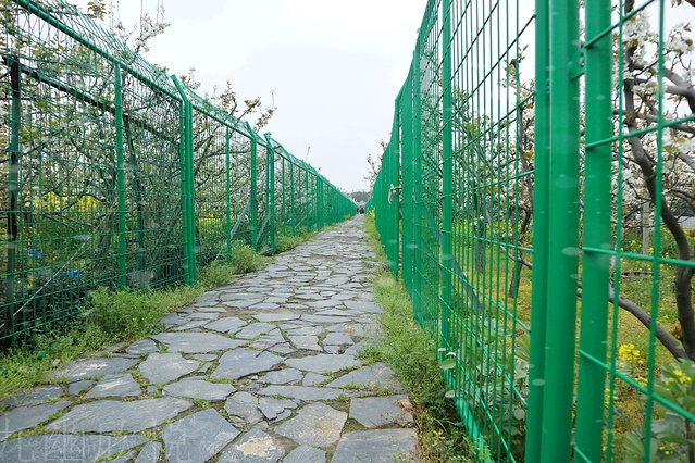 遇见树山——等一场有你的梨花雨