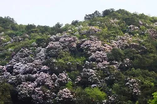 东莞五一旅游攻略推荐,最美人间四月天旅游攻略