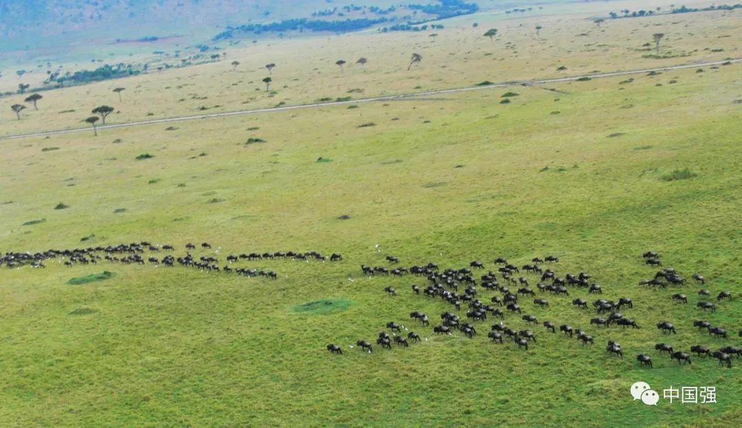 探索非洲动物世界|非洲—坦桑尼亚