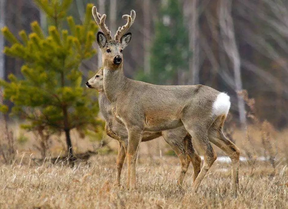【慢城·关注】保护秦岭│蓝小宣带你探秘秦岭蓝田段“绿色宝库”（三）
