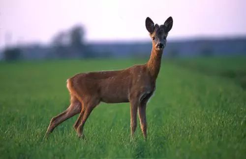 【慢城·关注】保护秦岭│蓝小宣带你探秘秦岭蓝田段“绿色宝库”（三）