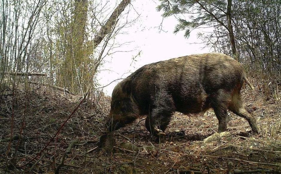 【慢城·关注】保护秦岭│蓝小宣带你探秘秦岭蓝田段“绿色宝库”（三）