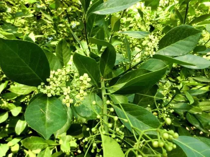 【慢城·关注】保护秦岭│蓝小宣带你探秘秦岭蓝田段“绿色宝库”（三）