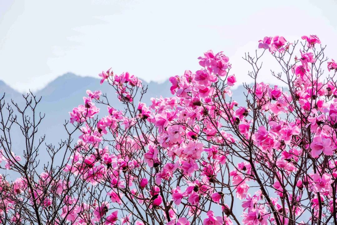 清明周边好去处成都,夏季成都周边花海打卡地