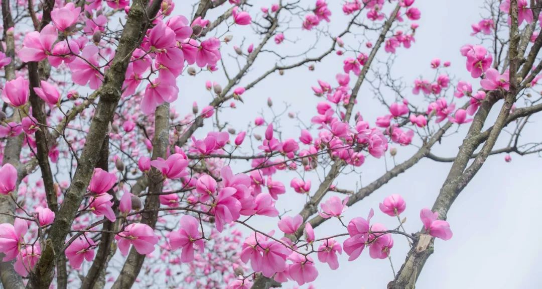 清明周边好去处成都,夏季成都周边花海打卡地