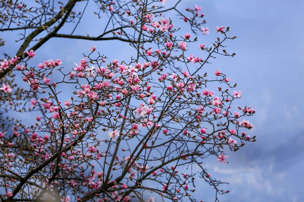 清明周边好去处成都,夏季成都周边花海打卡地