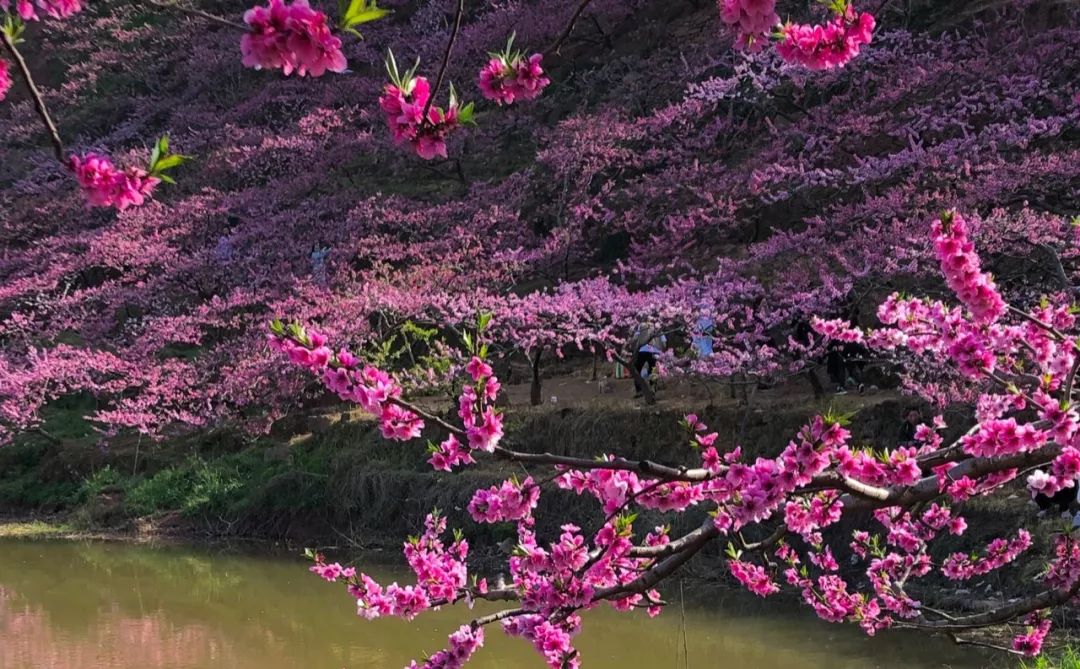 清明周边好去处成都,夏季成都周边花海打卡地