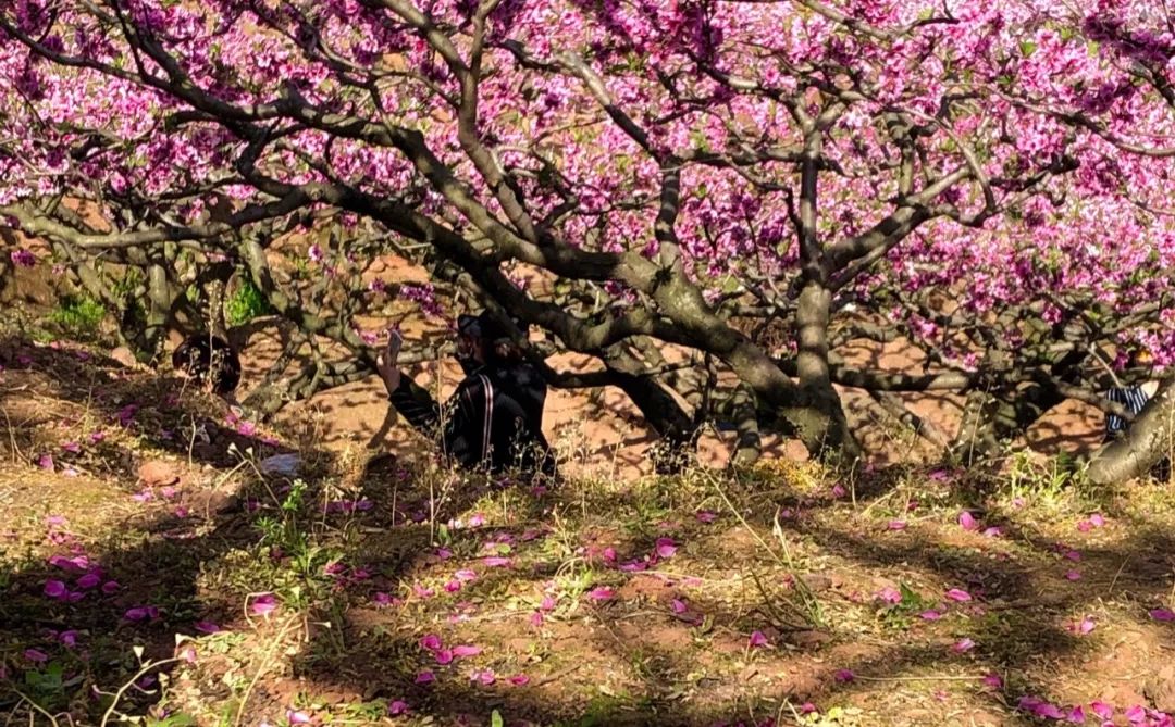 清明周边好去处成都,夏季成都周边花海打卡地