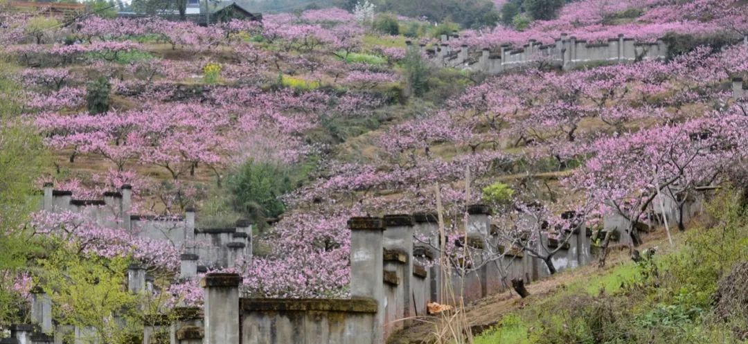 清明周边好去处成都,夏季成都周边花海打卡地