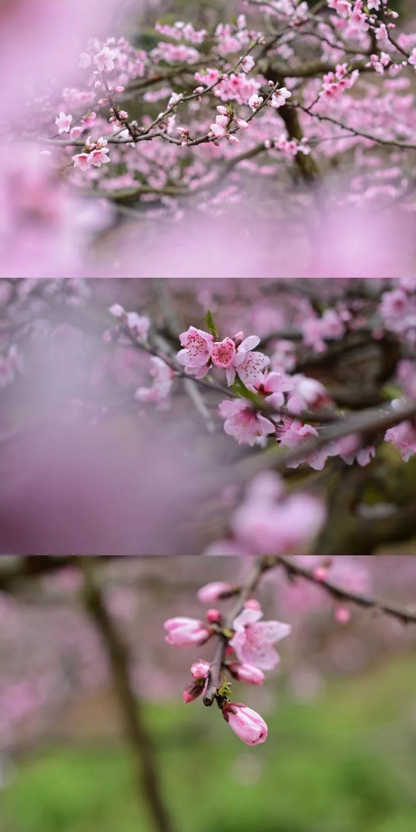 清明周边好去处成都,夏季成都周边花海打卡地