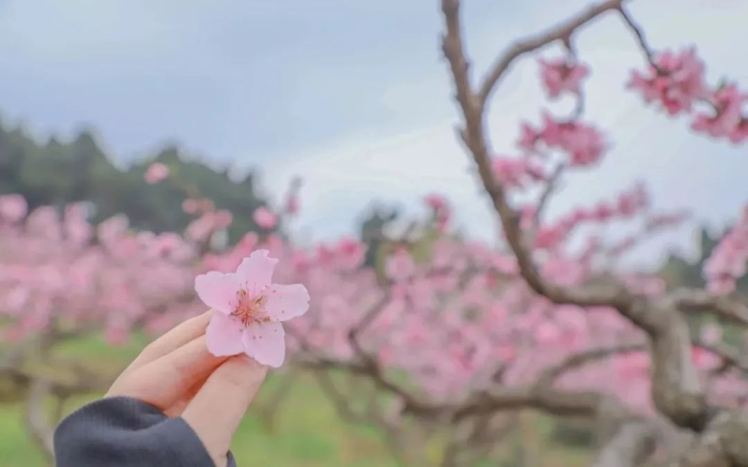 清明周边好去处成都,夏季成都周边花海打卡地