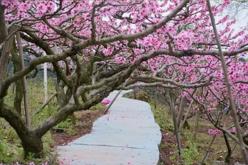 清明周边好去处成都,夏季成都周边花海打卡地