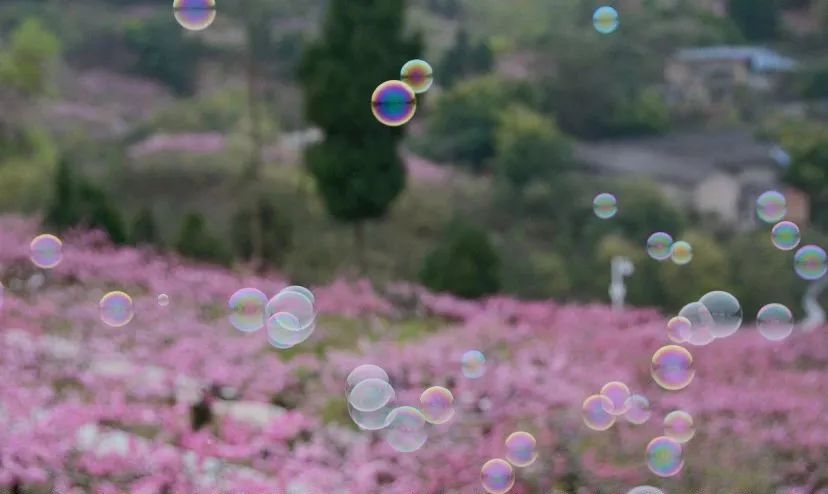 清明周边好去处成都,夏季成都周边花海打卡地