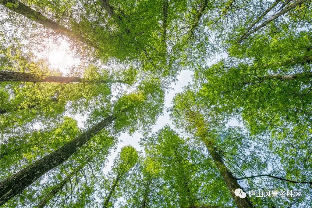 四月中旬的庐山,四月庐山是什么样的