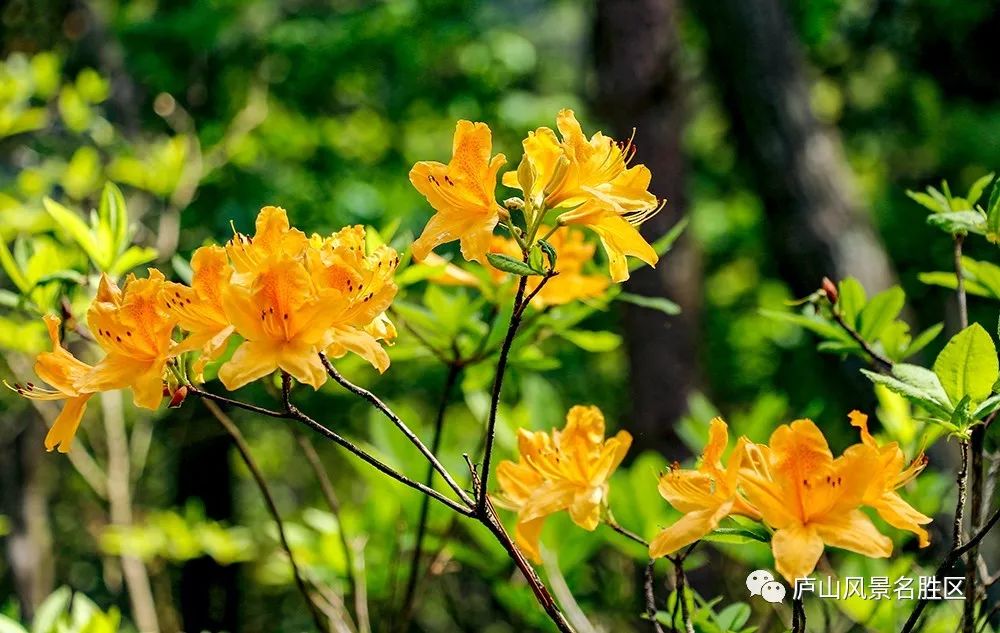 四月中旬的庐山,四月庐山是什么样的