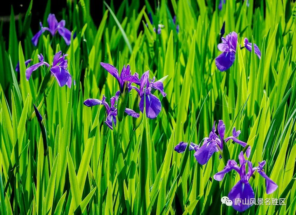 四月中旬的庐山,四月庐山是什么样的