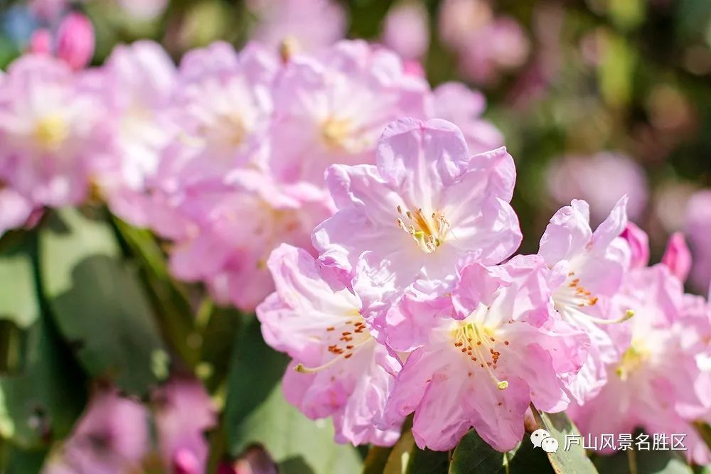 四月中旬的庐山,四月庐山是什么样的