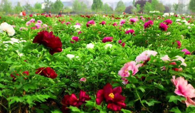 常州周边这117个景点通通免费！现在就出发！