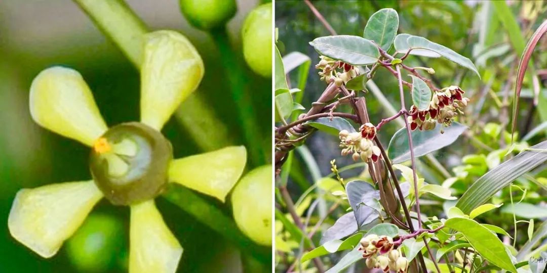 日本瘦身产品排行榜第一,日本减肥最有效的产品官方正品