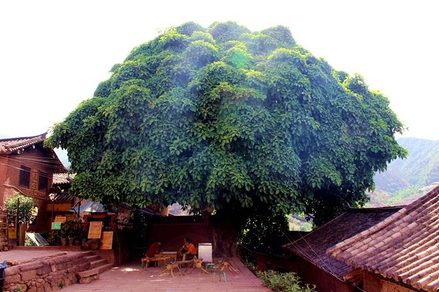 旅行到古代：隐居在大理的诺邓千年山村，追寻慢时光与《舌尖上的中国》