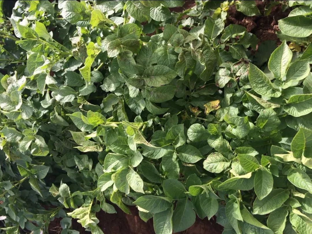 达科宁悬浮剂苗期能用吗,达科宁悬浮剂