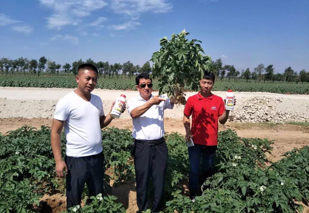 达科宁悬浮剂苗期能用吗,达科宁悬浮剂