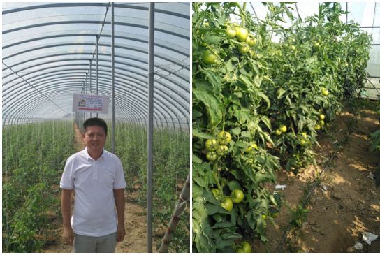 达科宁悬浮剂苗期能用吗,达科宁悬浮剂