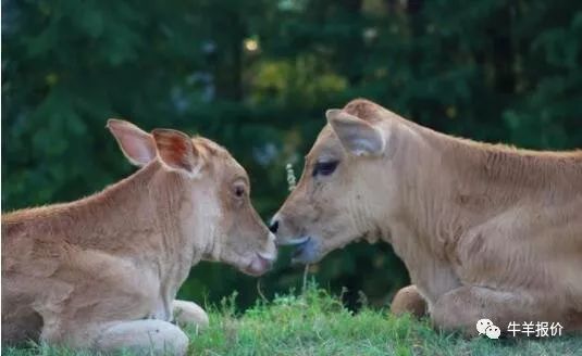 母牛连续流产二次什么原因,母牛流产胎衣不下怎么办