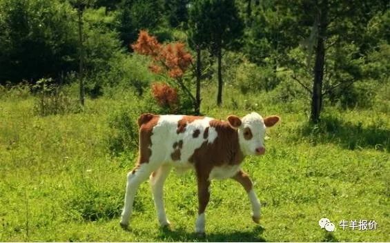 母牛连续流产二次什么原因,母牛流产胎衣不下怎么办