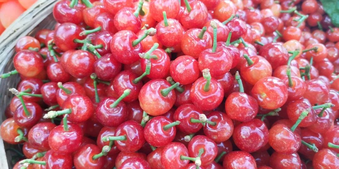 2022年贵阳樱桃上市,贵阳卖樱桃的多少钱一斤