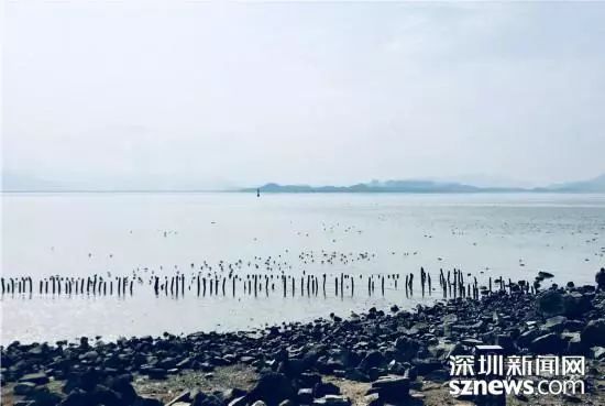 深圳河全景图片,深圳河水质怎么样