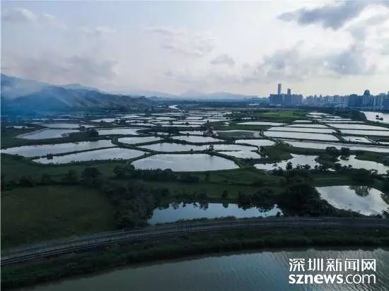 深圳河全景图片,深圳河水质怎么样