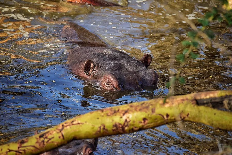 探索非洲动物世界|非洲—坦桑尼亚