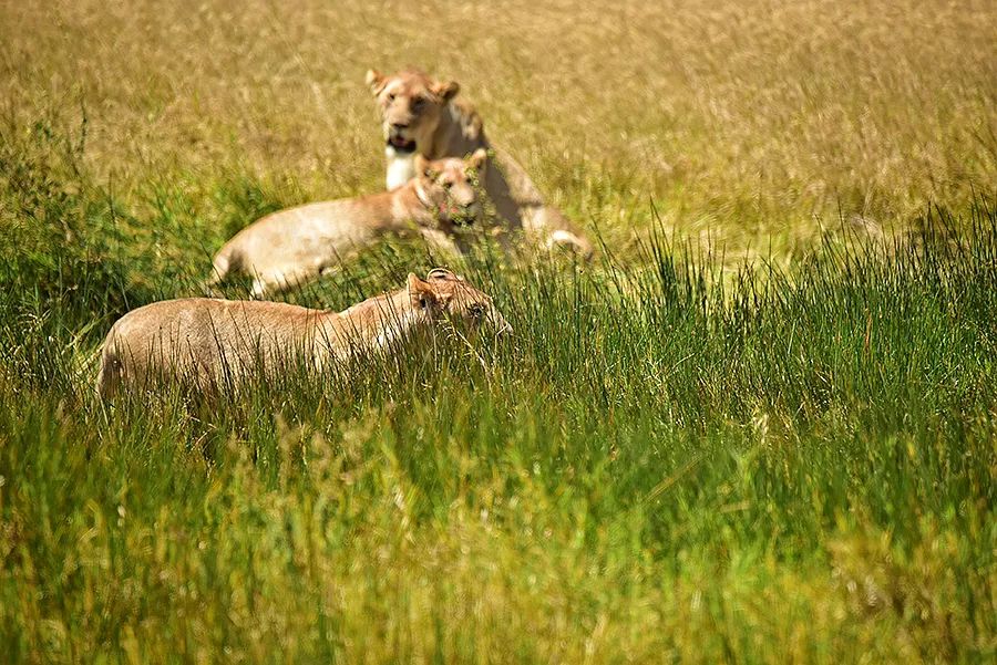 探索非洲动物世界|非洲—坦桑尼亚