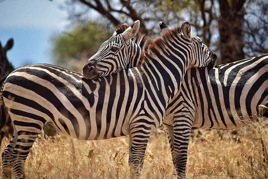 探索非洲动物世界|非洲—坦桑尼亚