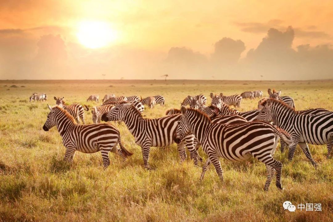 探索非洲动物世界|非洲—坦桑尼亚
