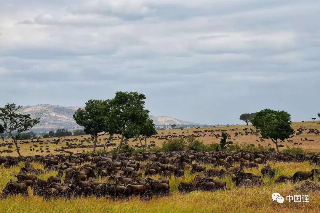 探索非洲动物世界|非洲—坦桑尼亚