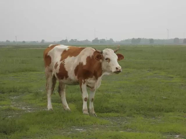 牛品种最好是哪个品种,适合生产雪花牛肉的中国牛品种