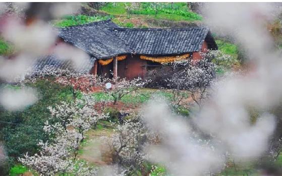 视频|一斤50元！成都樱桃初上市，你实现“樱桃自由”了吗？