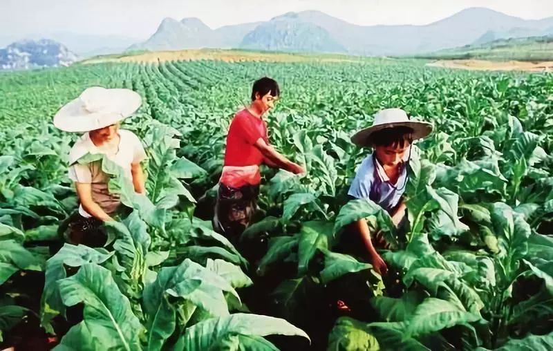 无纺布种植的优点与缺点,大田育苗用无纺布的技术